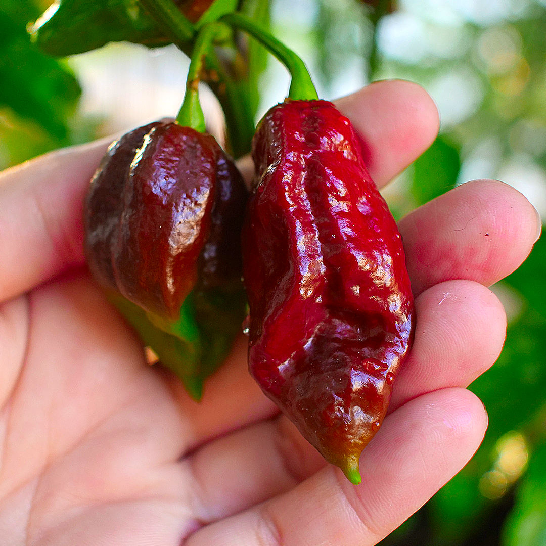 World of Chillies Kraken chilli pods on plant, deep red wrinkled fruit held in hand