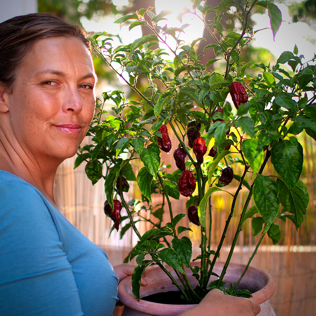 World of Chillies Kraken chilli plant in terracotta pot with ripe red fruit