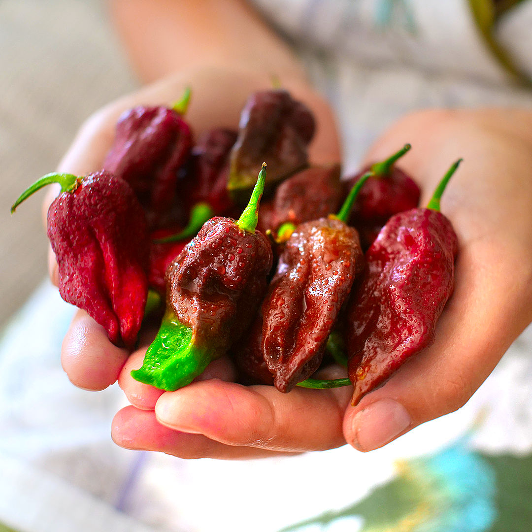 World of Chillies Kraken chillies freshly picked, deep red fruit in cupped hands