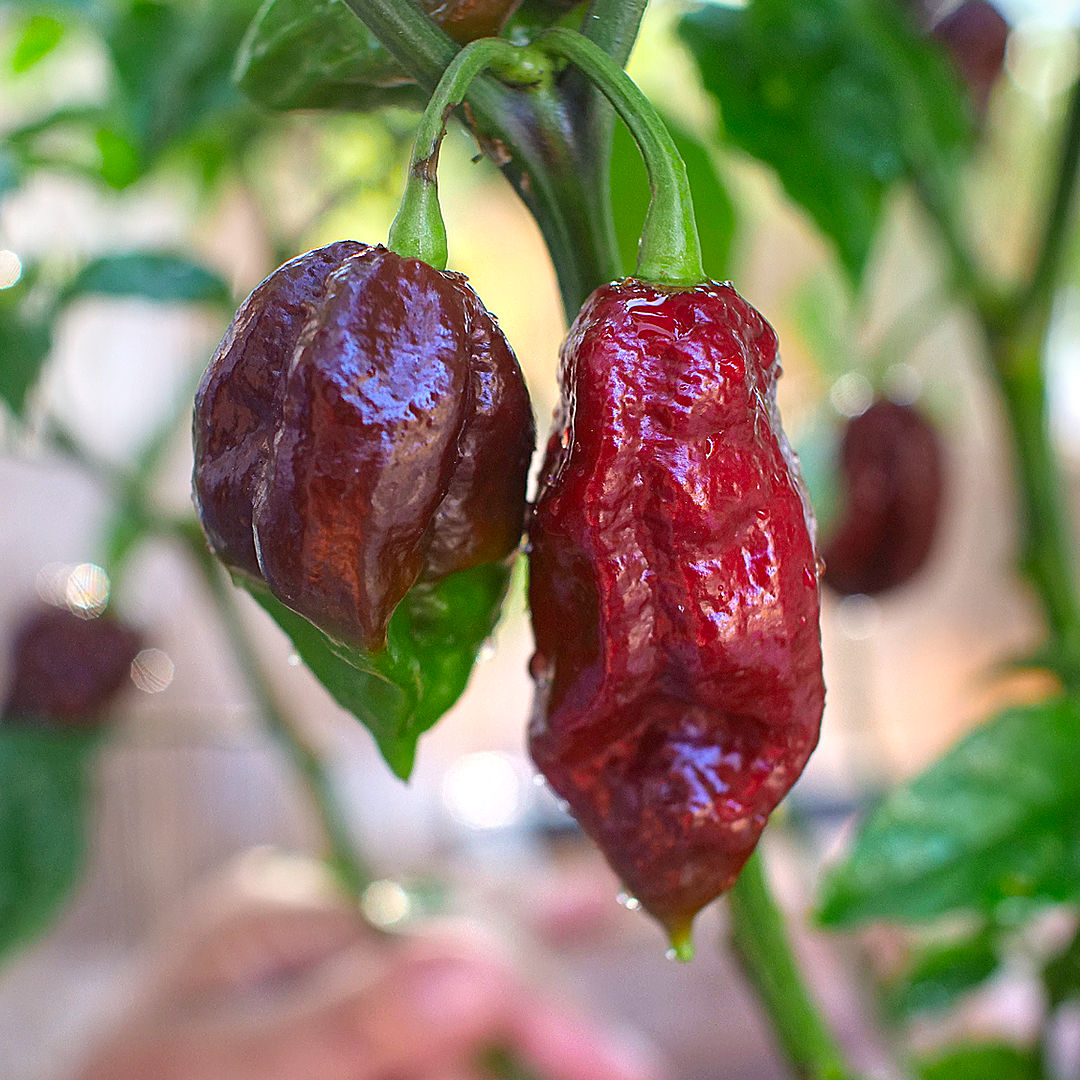 World of Chillies Kraken chillies ripening on plant, glossy red fruit with dark tones