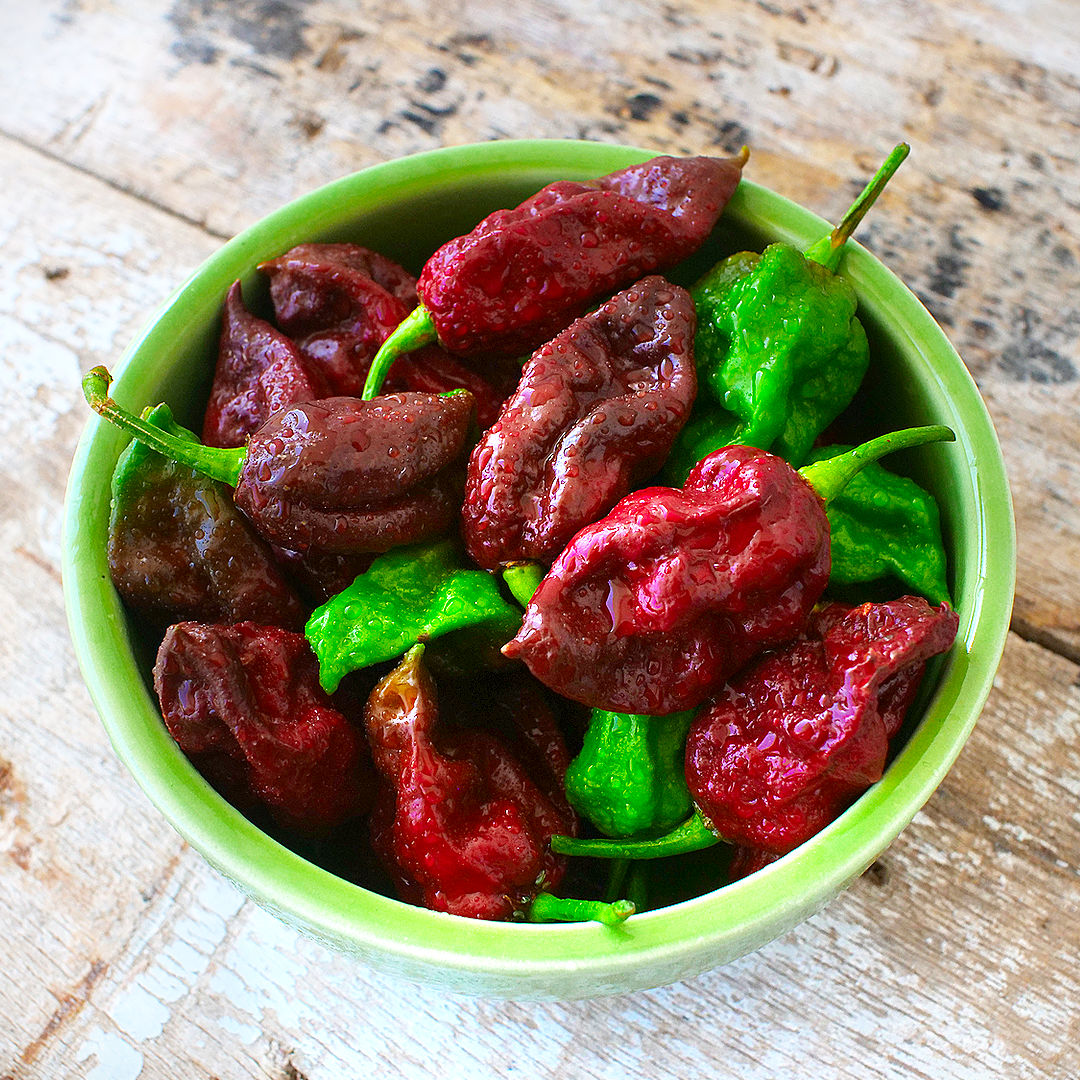 World of Chillies Kraken chillies in bowl, mix of green and red ripe pods