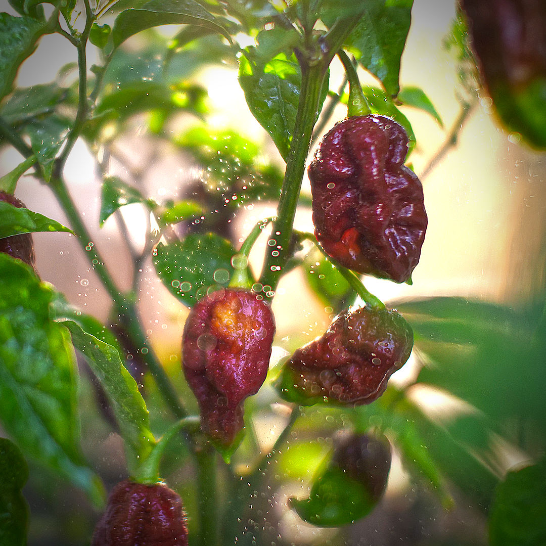 World of Chillies Kraken chilli plant with red pods glistening in sunlight