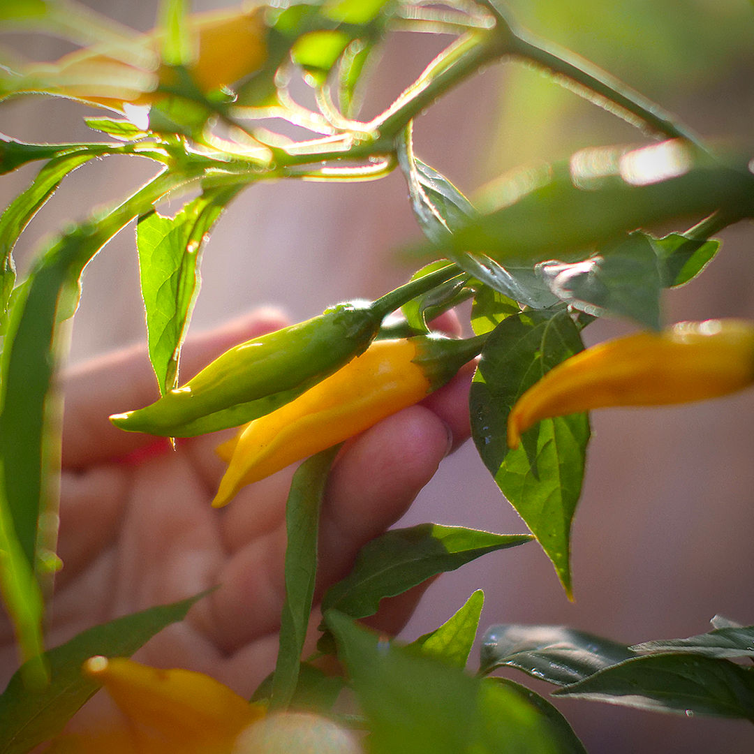 World of Chillies Lemon Aji chillies ripening from green to yellow