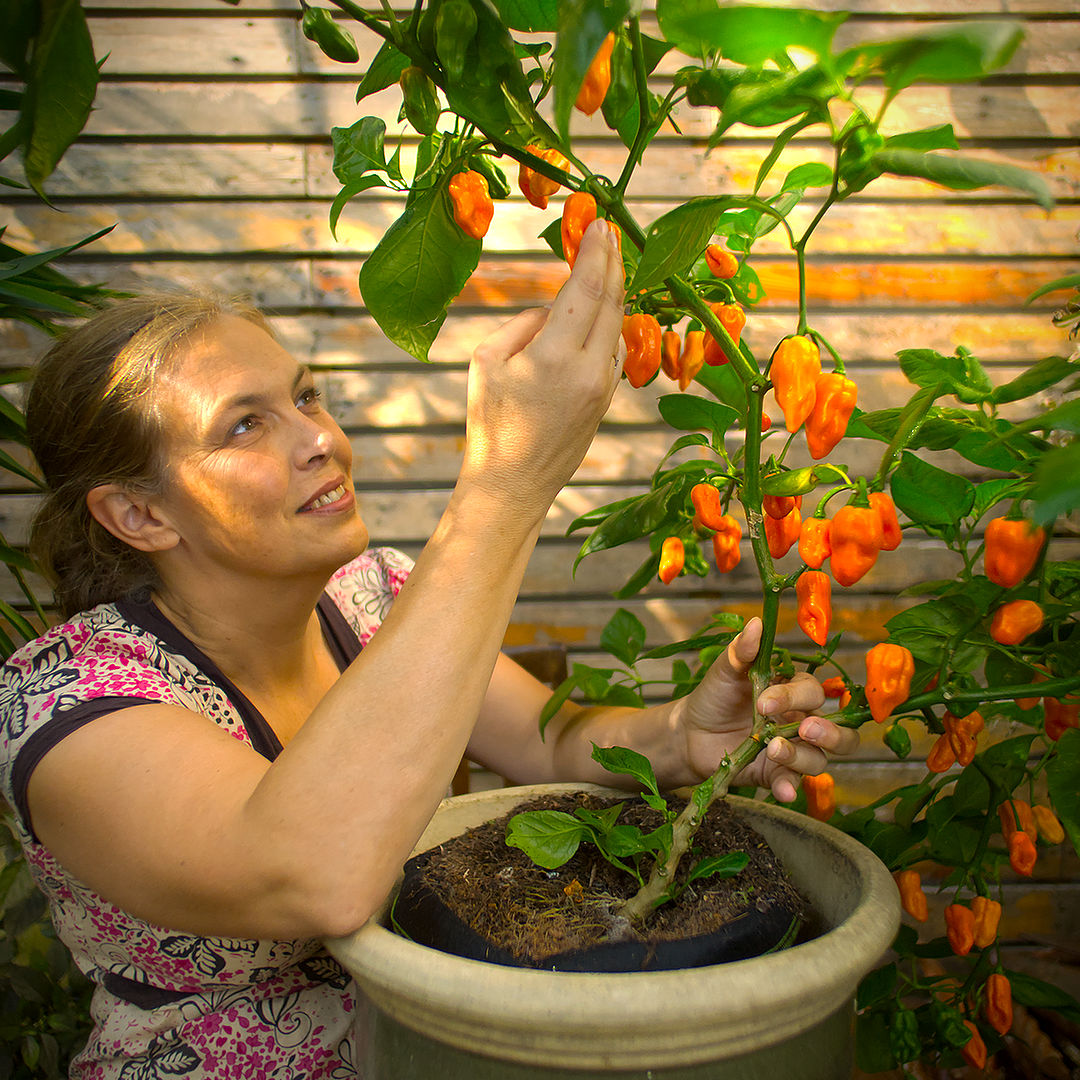 World of Chillies Lemon Habanero plant in large container with heavy fruit set