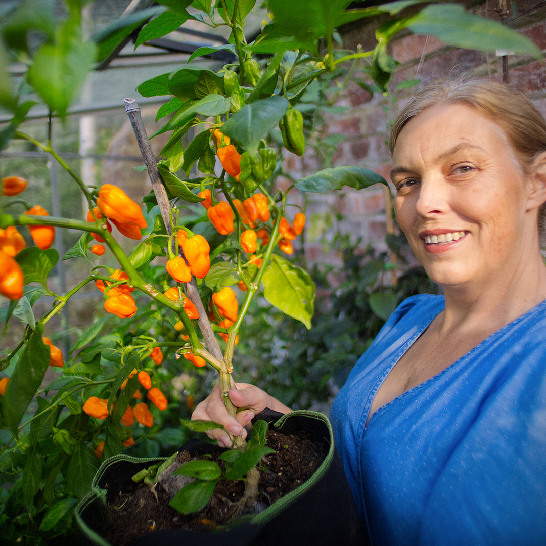 World of Chillies Lemon Habanero plant held in pot ready for harvest