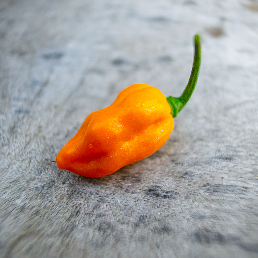 World of Chillies Lemon Habanero single ripe pod on wooden surface