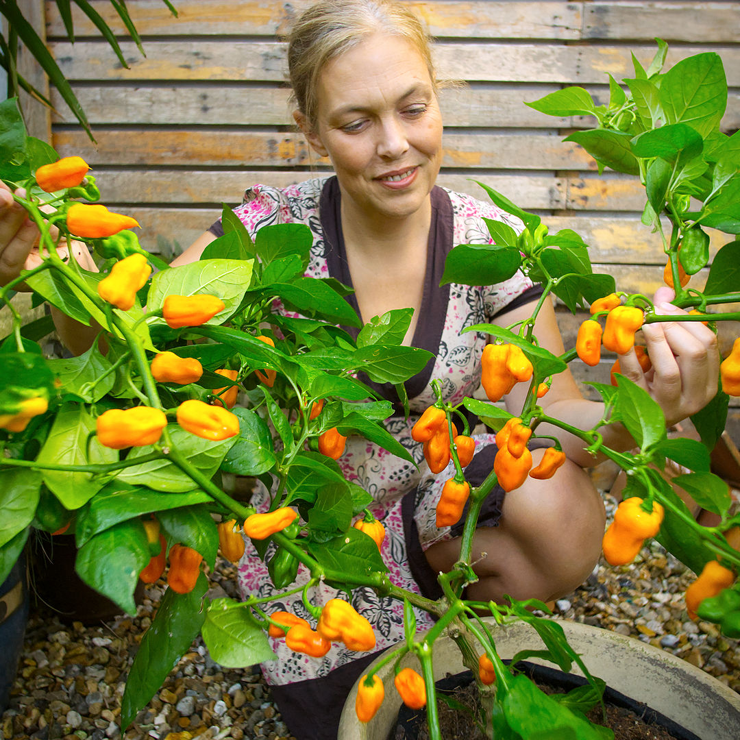 World of Chillies Lemon Habanero plant covered in bright yellow pods
