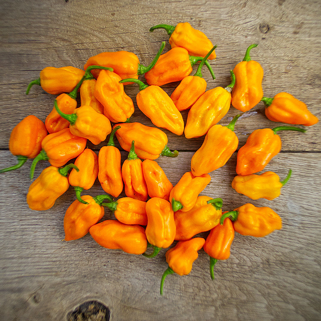 World of Chillies Lemon Habanero freshly harvested pods on table