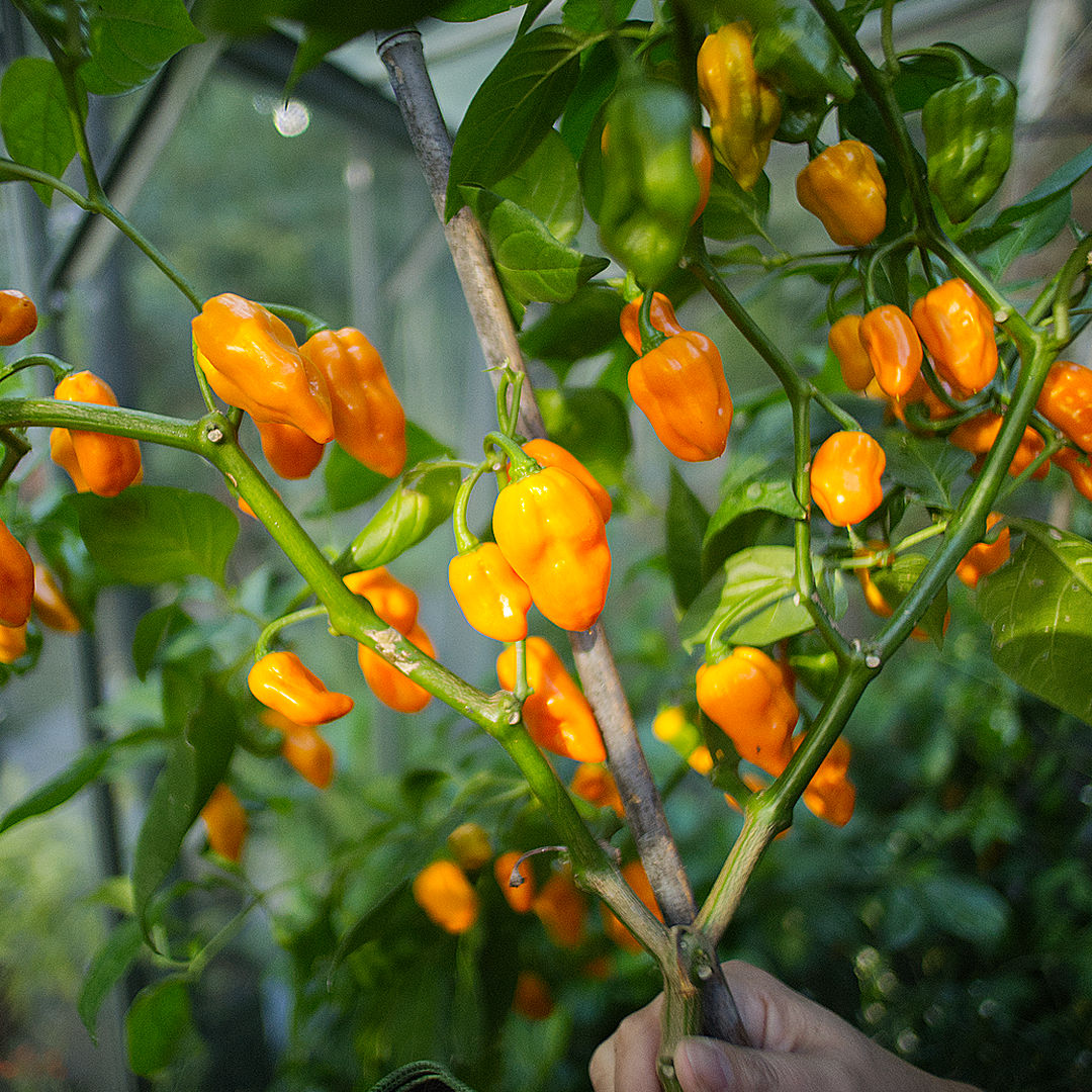 World of Chillies Lemon Habanero chillies growing in greenhouse