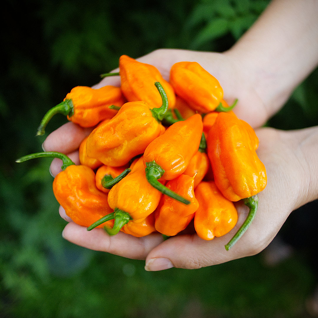 World of Chillies Lemon Habanero freshly picked pods held in hand
