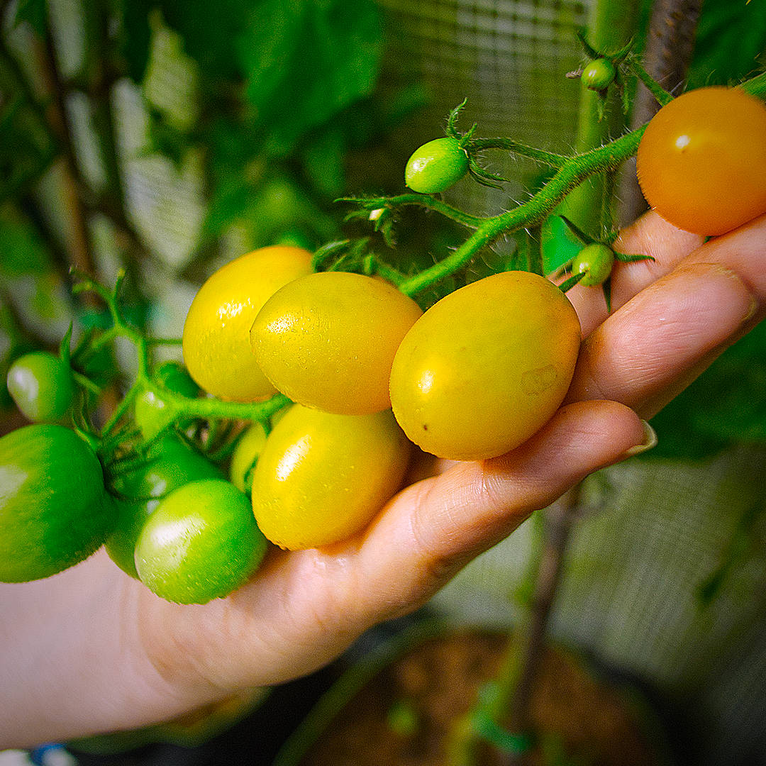 world of chillies limoncello tomatoes ripening