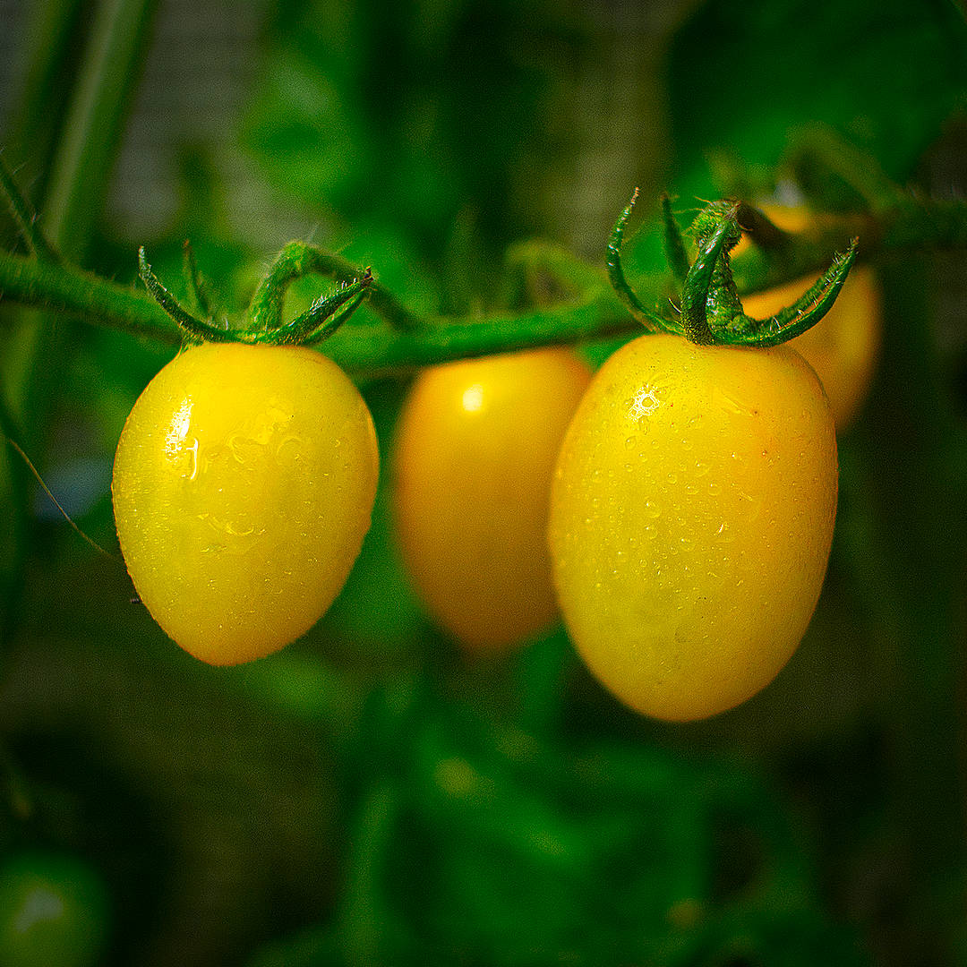 world of chillies limoncello tomatoes shining tomatoes