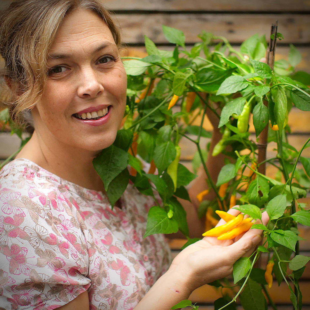 World of Chillies Yellow Biquinho chillies ripening on plant
