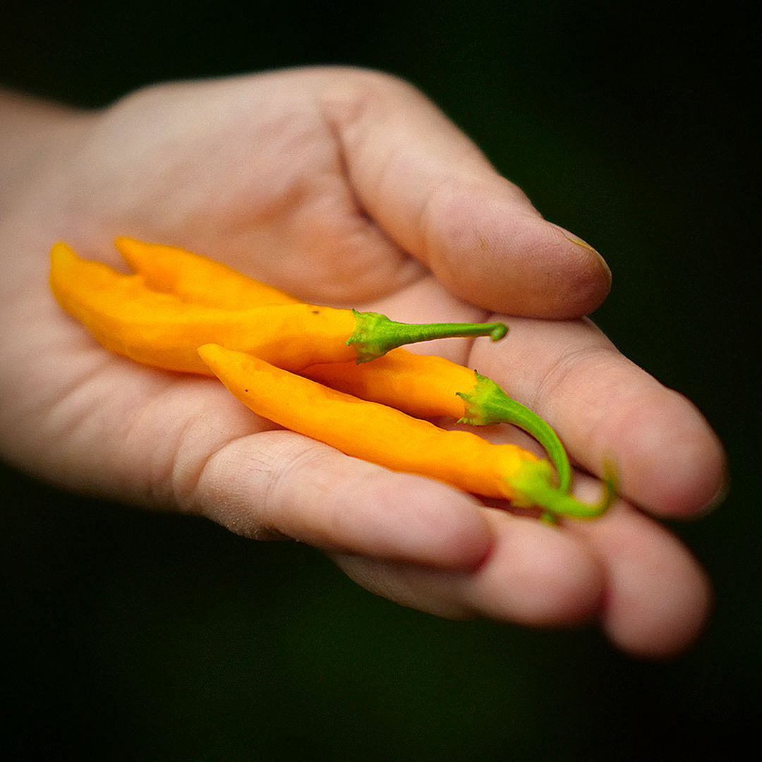 World of Chillies close up of Yellow Biquinho chillies on stem