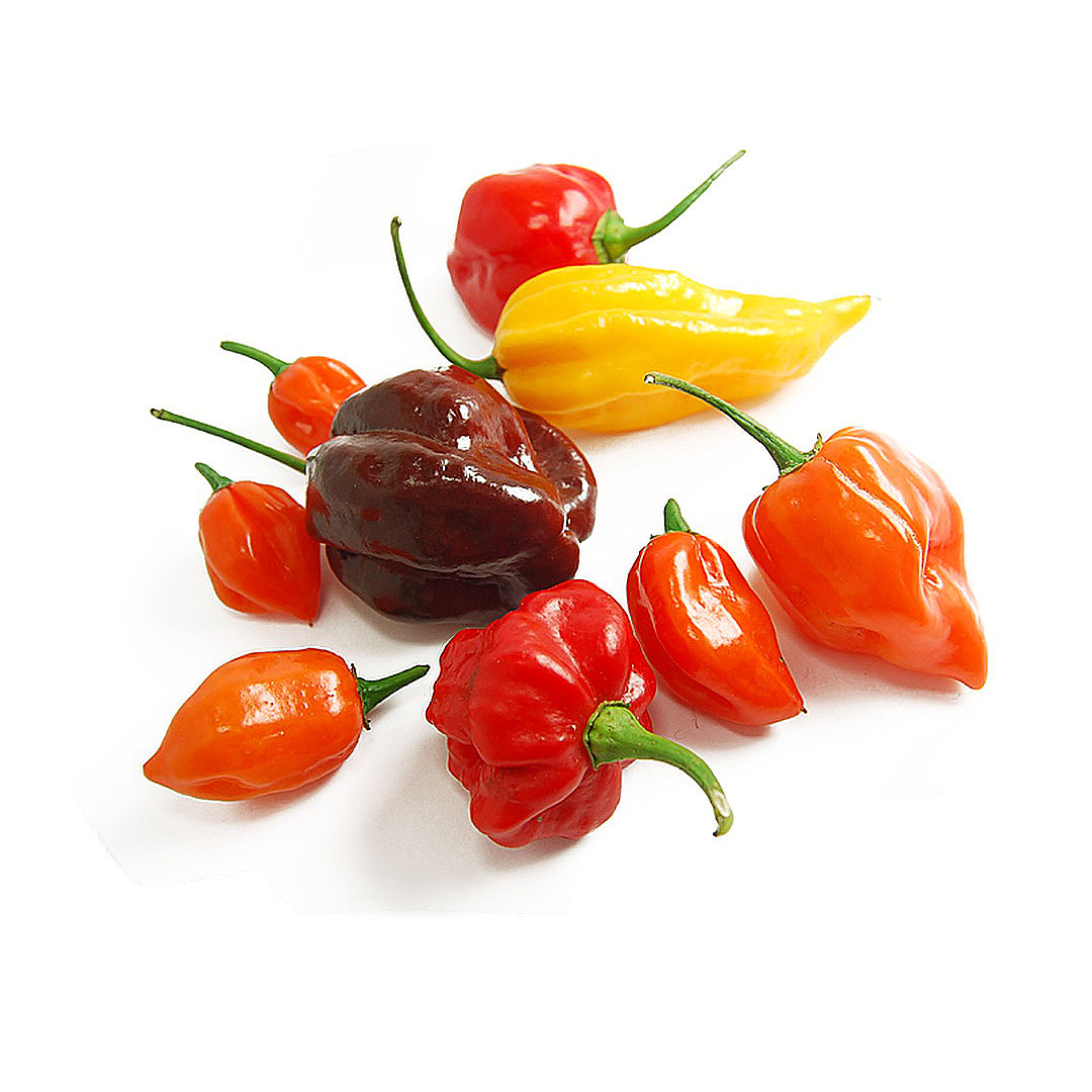 World of Chillies Lemon Habanero chillies with garlic, lime and vinegar for sauce making