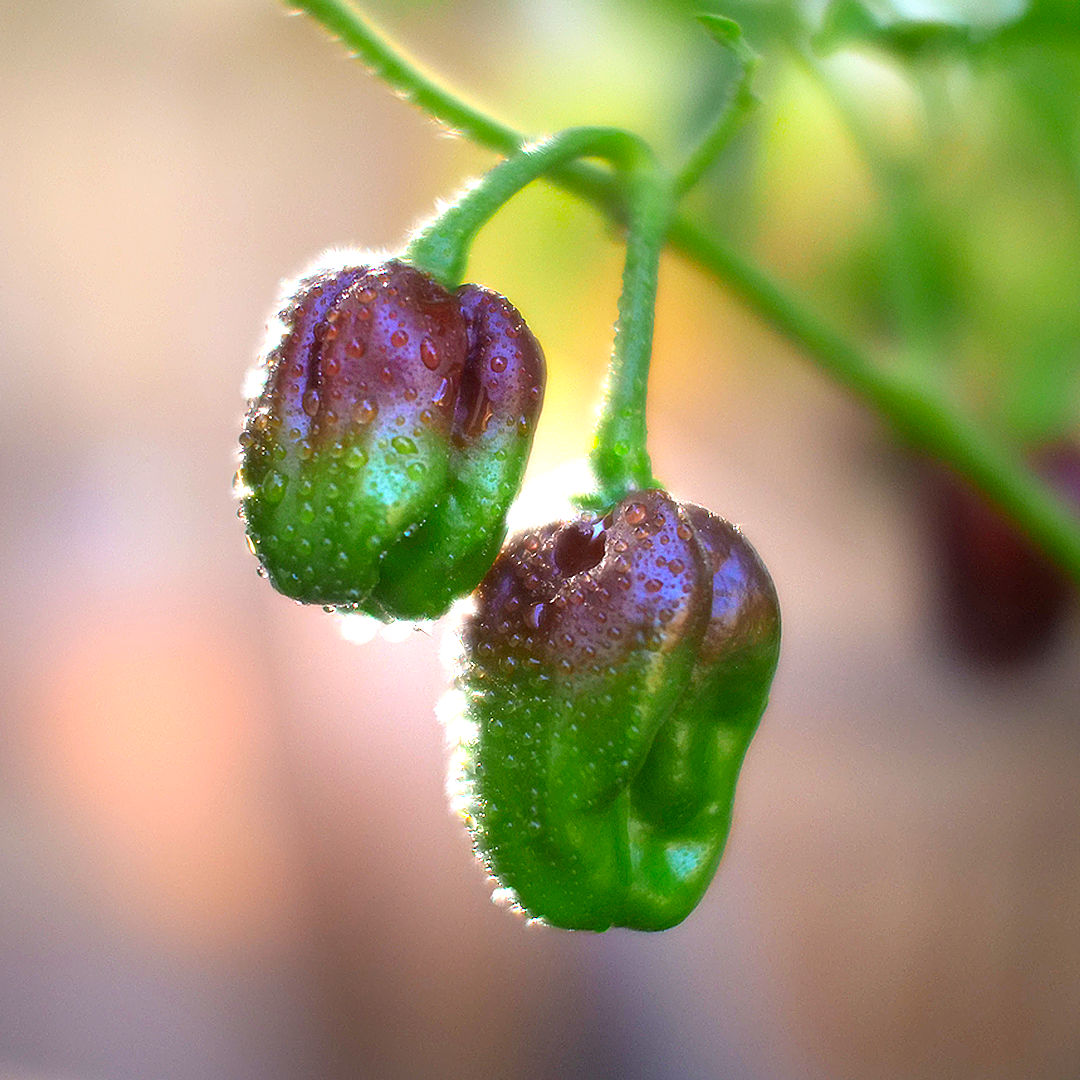 World of Chillies Chocolate Habanero chillies with garlic, lime and vinegar for sauce making