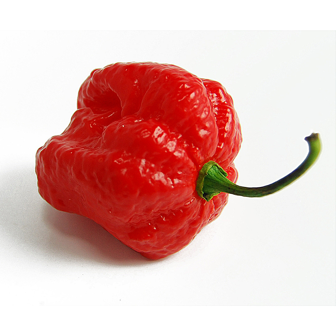 World of Chillies Moruga Scorpion single ripe chilli on white background
