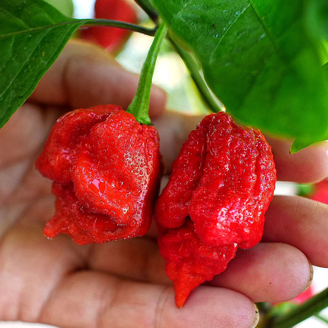 World of Chillies Trinidad Moruga Scorpion chillies held for scale