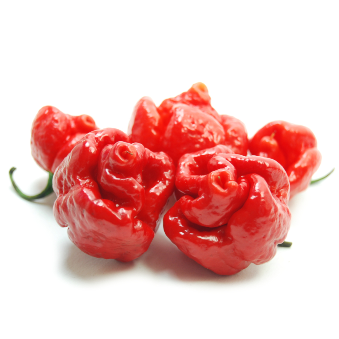 World of Chillies Moruga Scorpion chillies grouped on white background