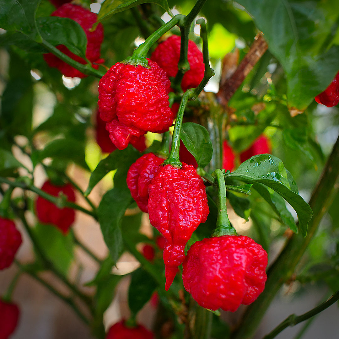 World of Chillies Trinidad Moruga Scorpion plant with clusters of red pods