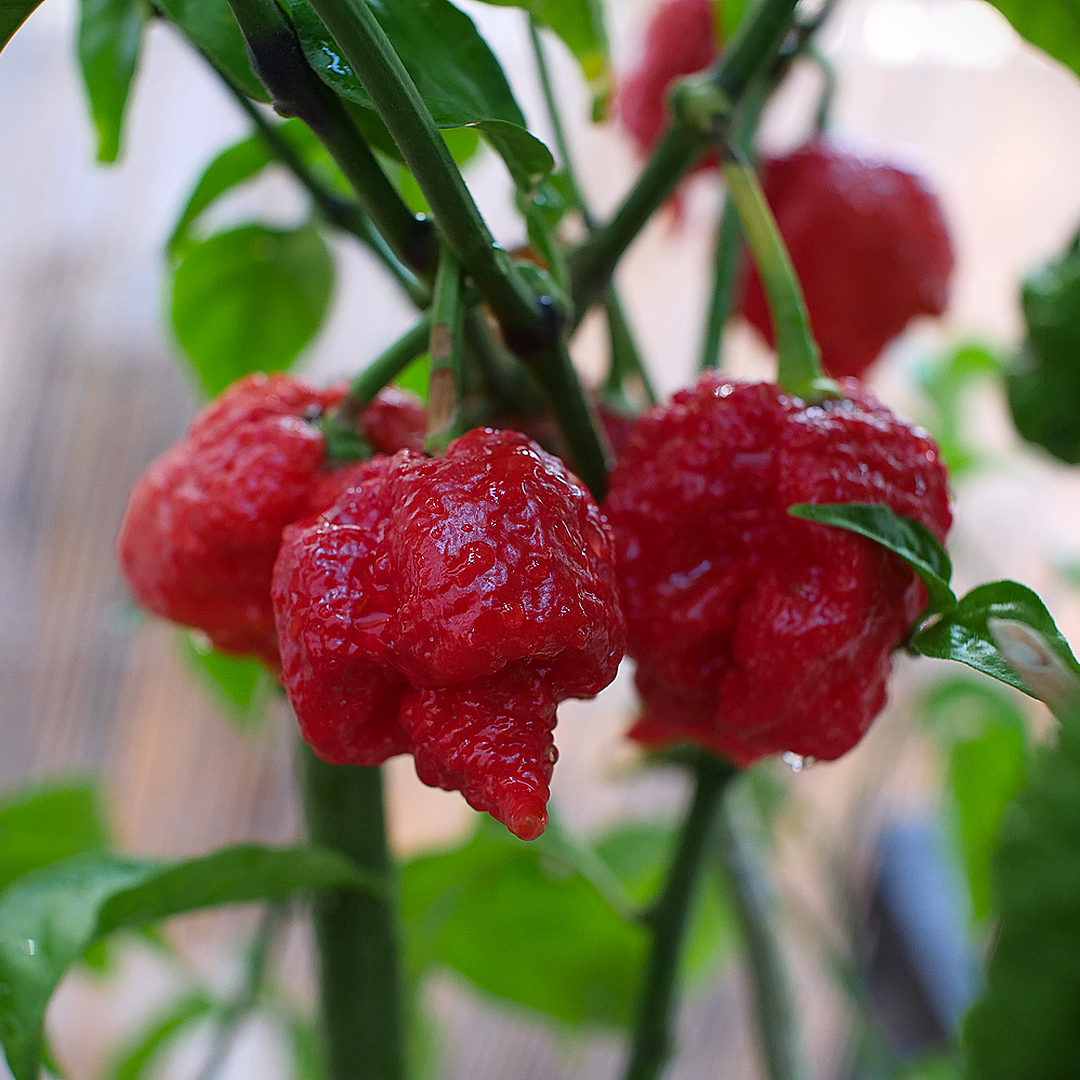 World of Chillies Trinidad Moruga Scorpion chillies ripening on green stems