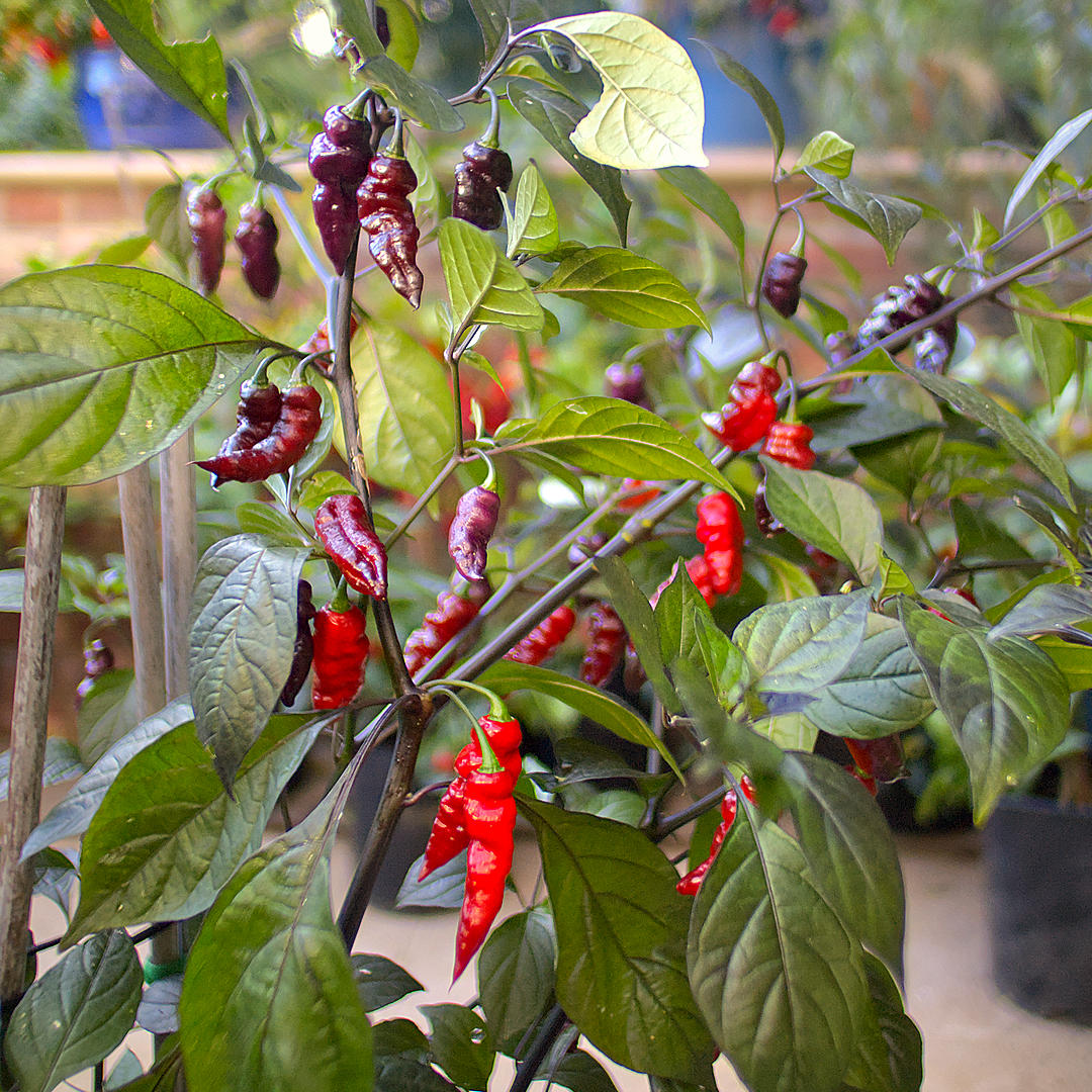 World of Chillies: Nazguls Breakfast plant bearing dark purple and red chillies among green leaves.