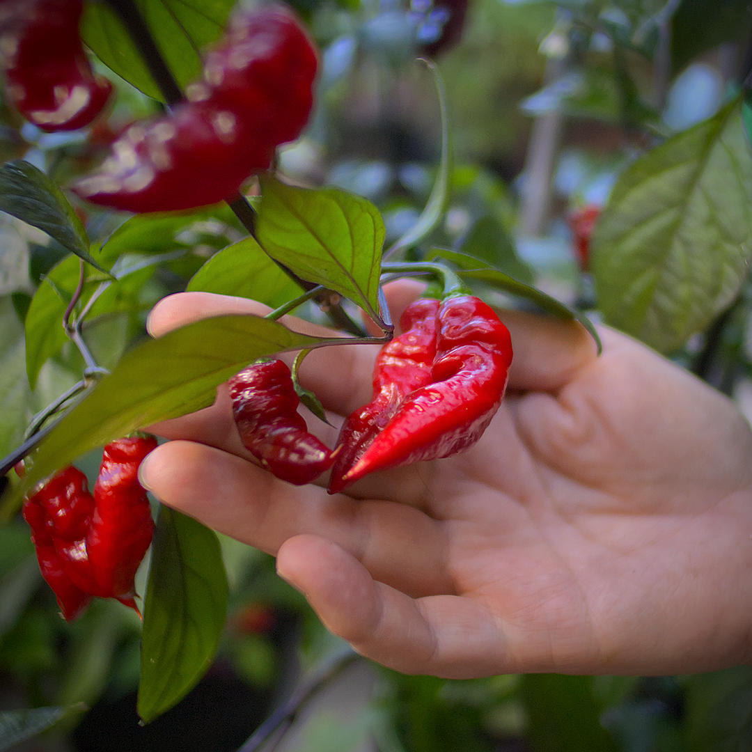 World of Chillies: Hand holding a glossy red, wrinkled Nazguls Breakfast chilli on the plant.