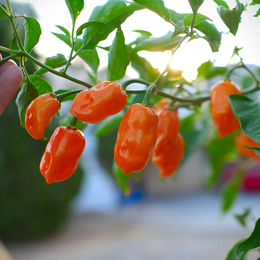 World of Chillies Orange Habanero chilli plant in full sun, ripe orange pods hanging from green branches