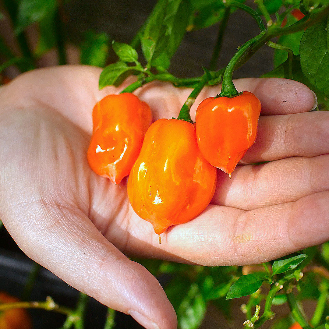 World of Chillies Orange Habanero chillies held in hand, bright glossy pods freshly picked