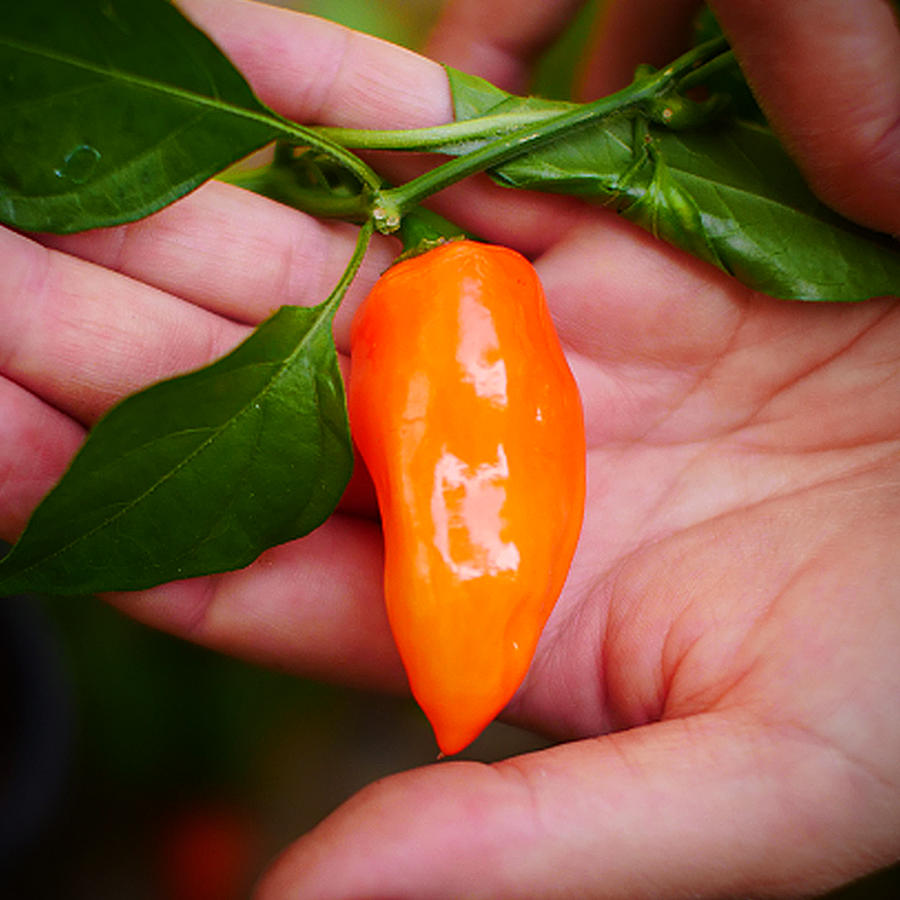 World of Chillies Orange Habanero chilli pod in hand, smooth orange fruit with rich colour and shine