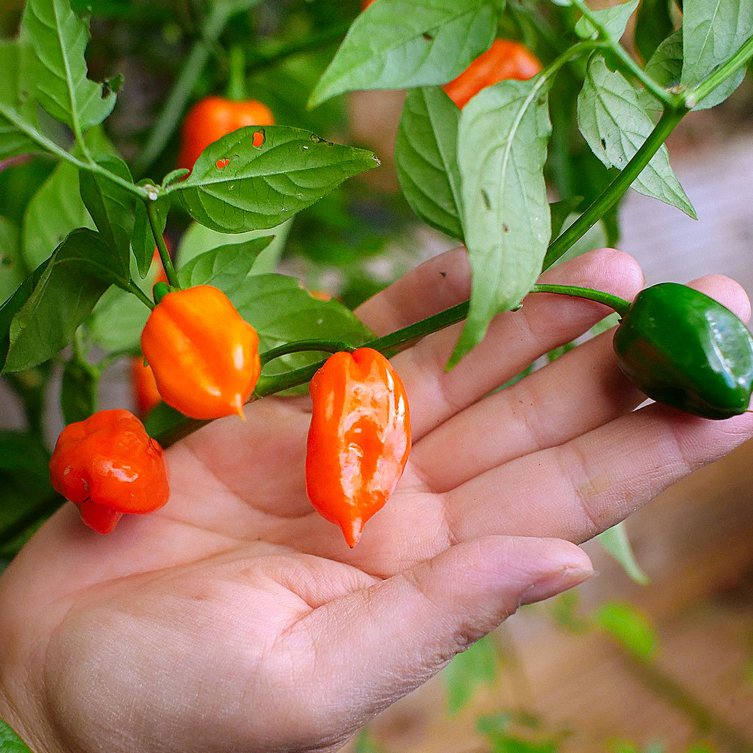 World of Chillies Orange Habanero chillies in hand showing pods at different ripening stages, green to orange