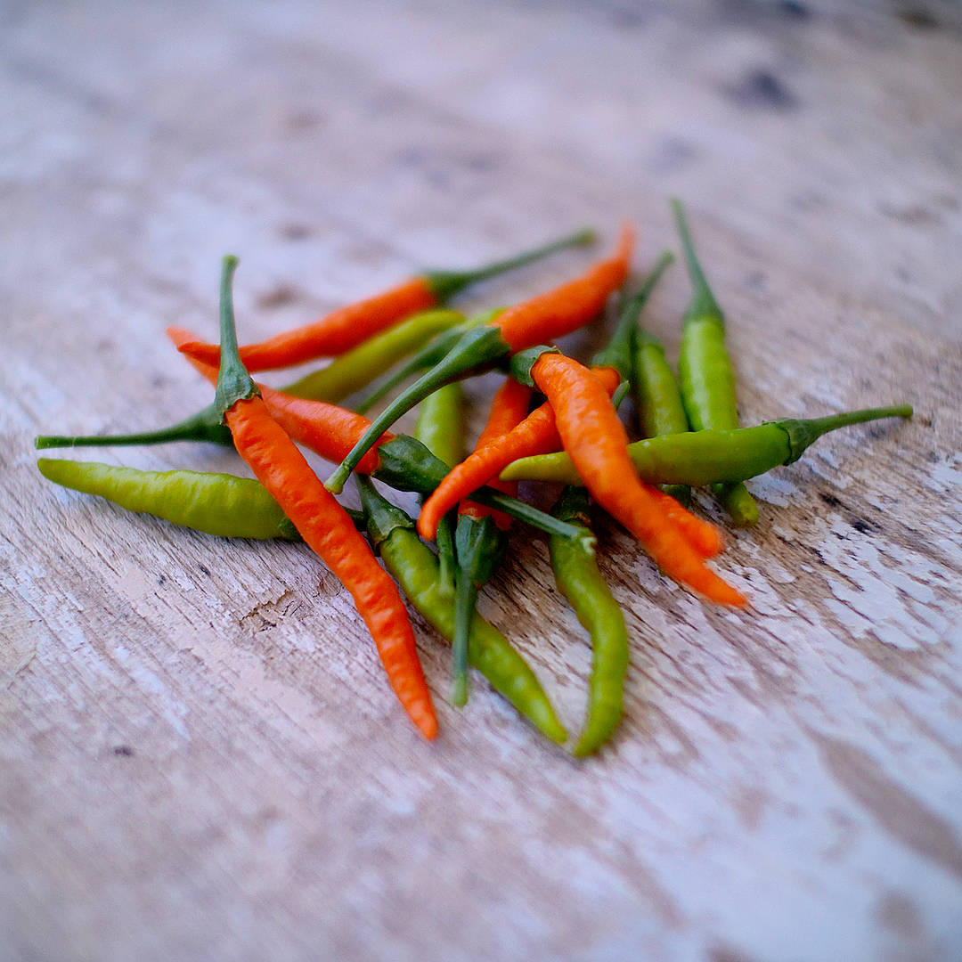 World of Chillies green and orange Orange Tyger chillies on the plant