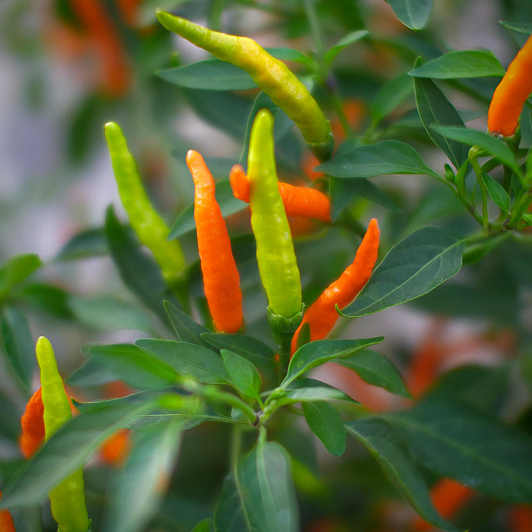 World of Chillies Orange Tyger chilli pods in various stages of ripening