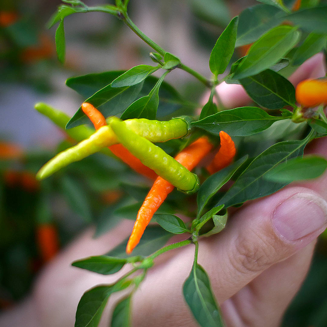 World of Chillies green and orange Orange Tyger chillies on the plant