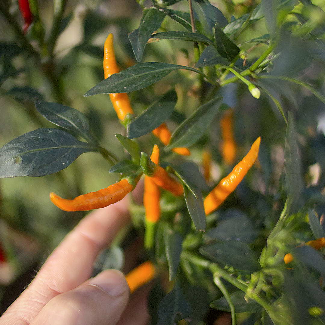 World of Chillies green and orange Orange Tyger chillies on the plant
