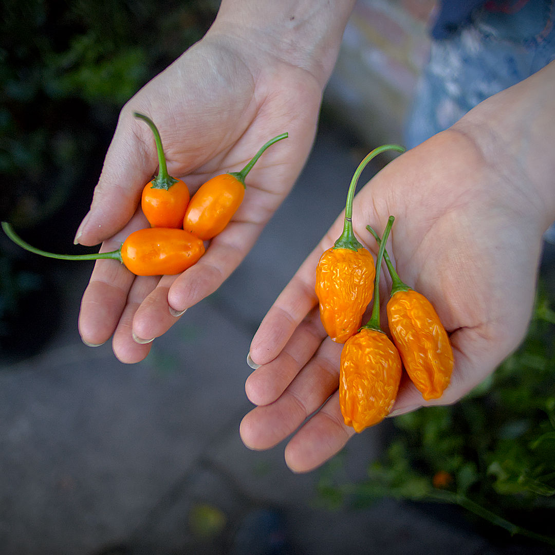 World of Chillies Oro de Ecuador chilli pods showing different maturity stages