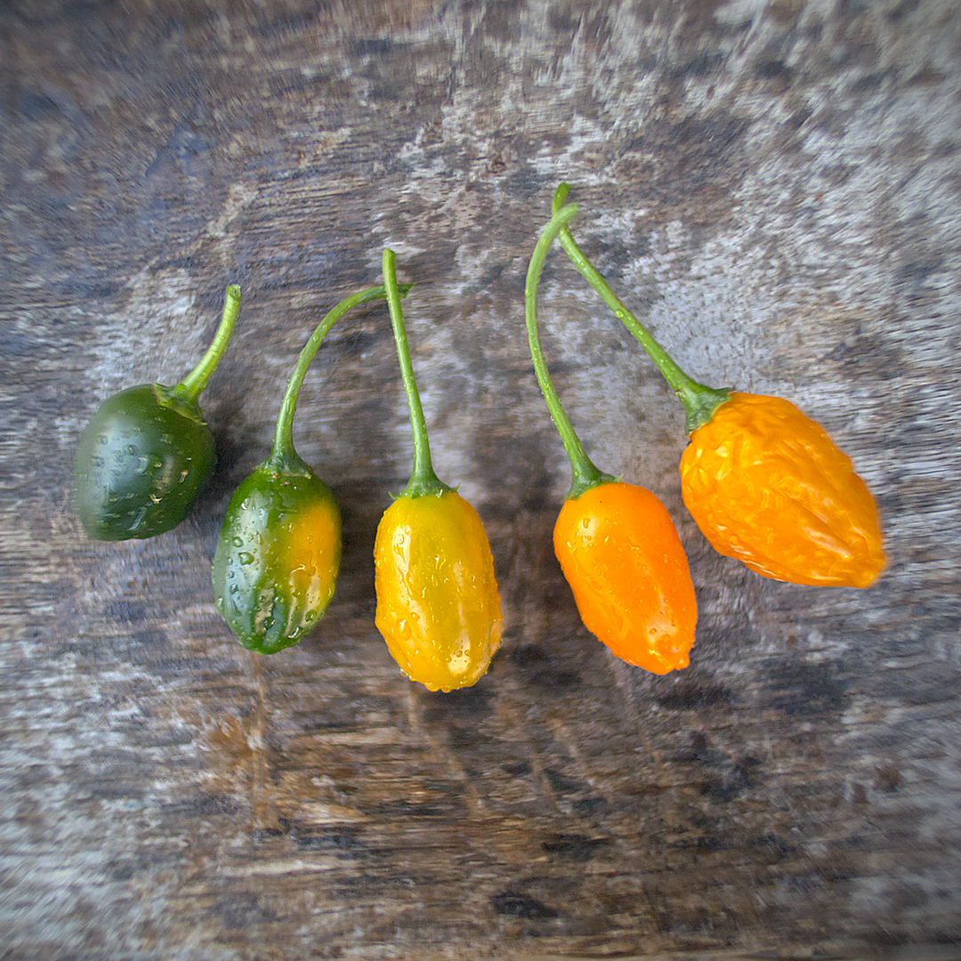 World of Chillies Oro de Ecuador chilli ripening stages