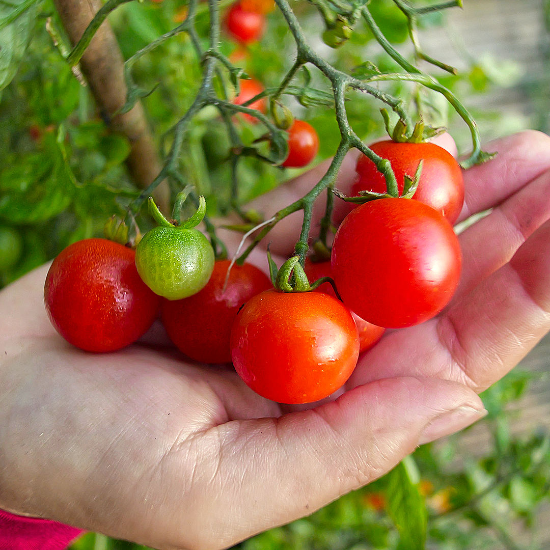 world of chillies tumbling tom cherry tomatoes ripening on the plant