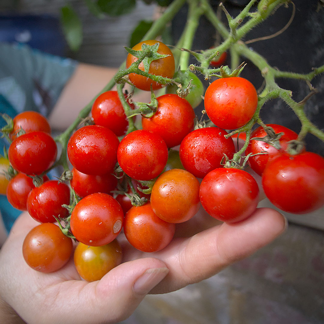 world of chillies cherry falls tomato outdoor bush variety
