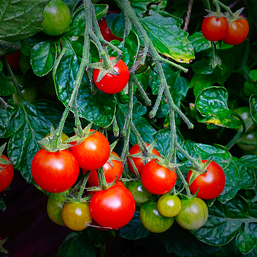 world of chillies cherry falls tomato compact cascading trusses