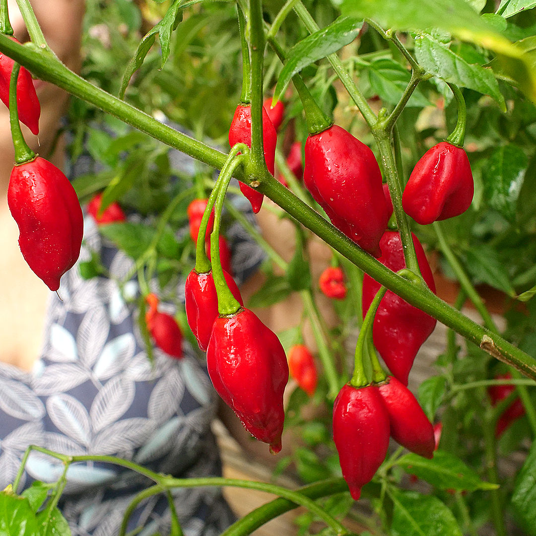 World of Chillies Paper Lantern chillies hanging in clusters on plant