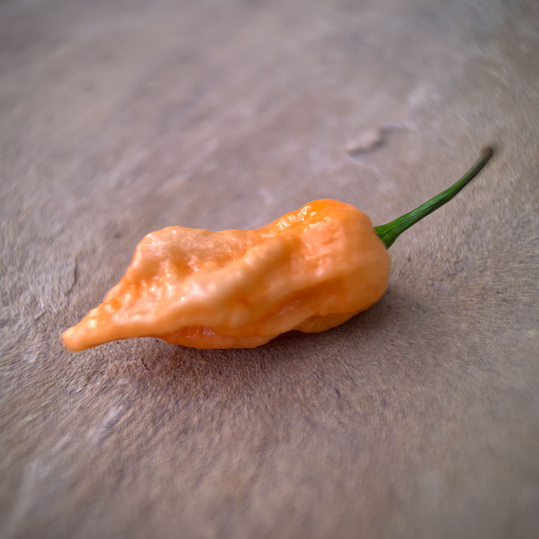 World of Chillies Peach Fatalii chilli pod close up