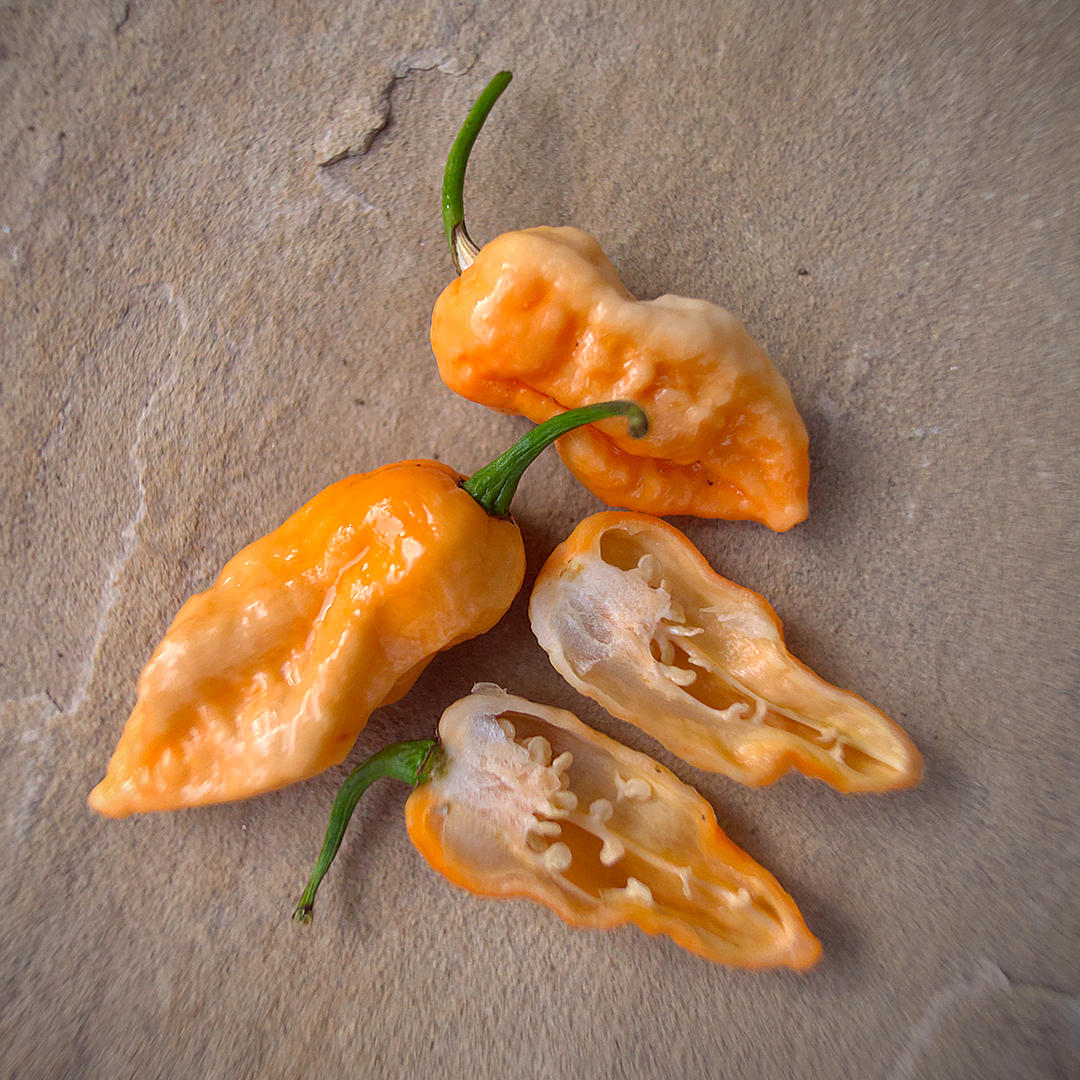World of Chillies Peach Fatalii chilli cut open showing seeds