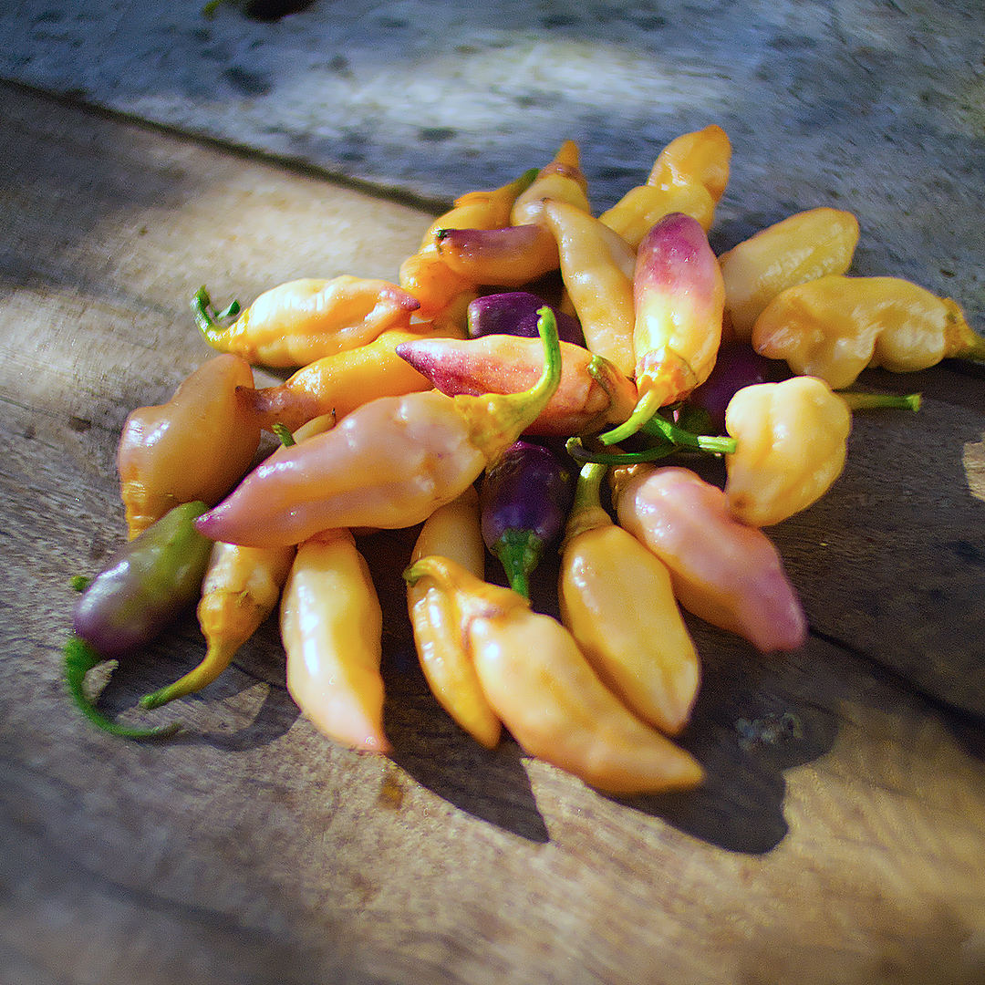 World of Chillies freshly picked Peach Gum Tiger chillies on wooden table