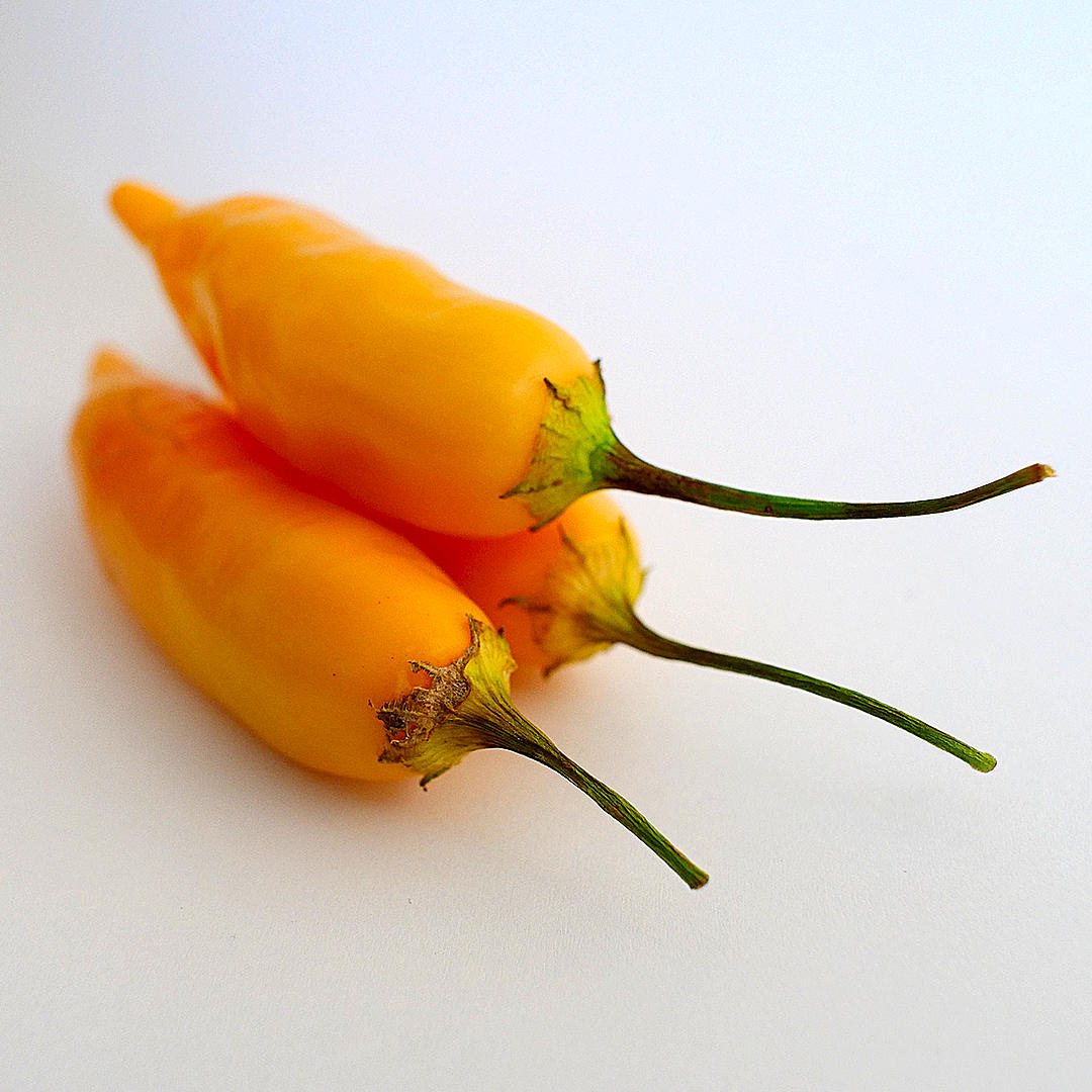 World of Chillies trio of ripe Sugar Rush Peach chillies on white background