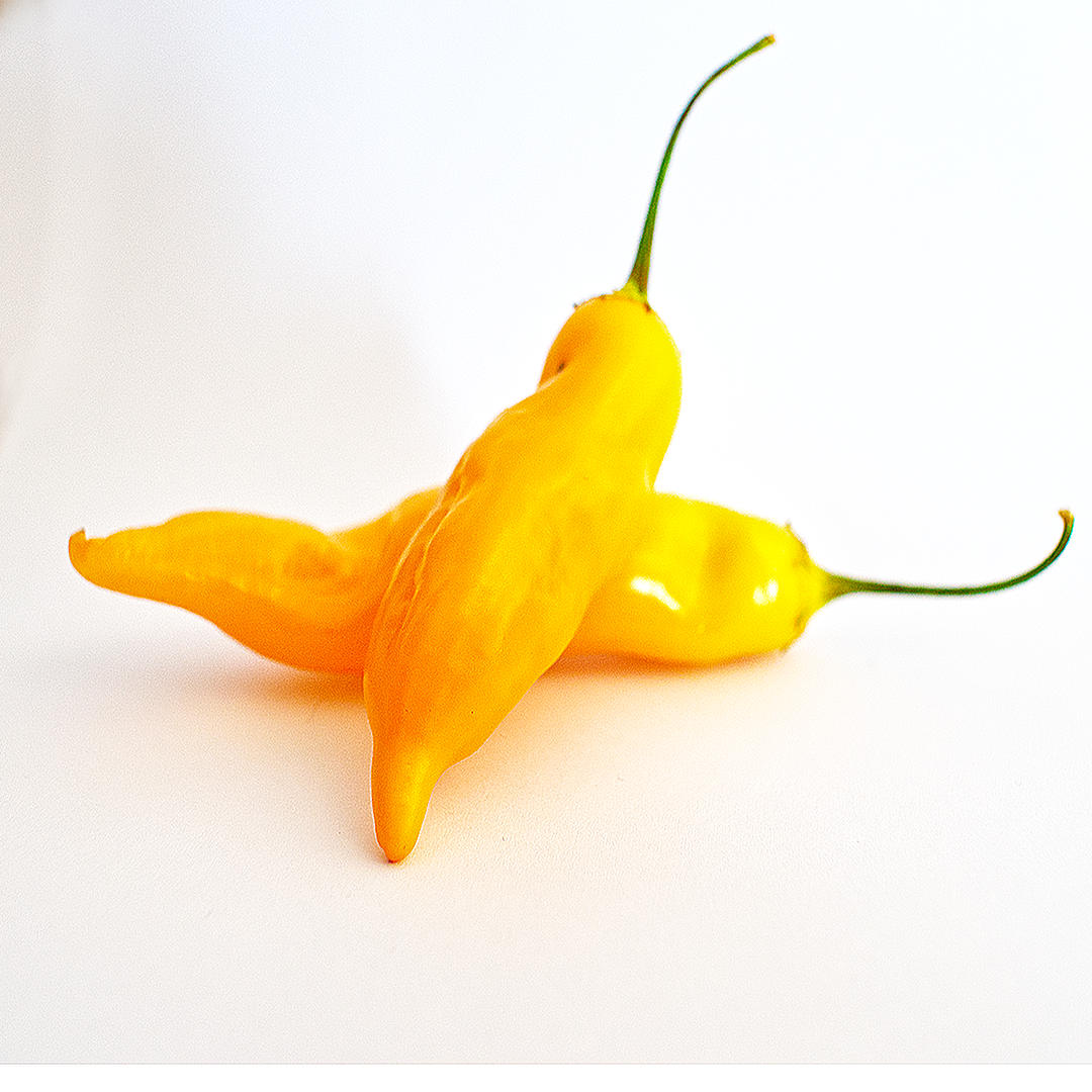World of Chillies Sugar Rush Peach chillies on white background