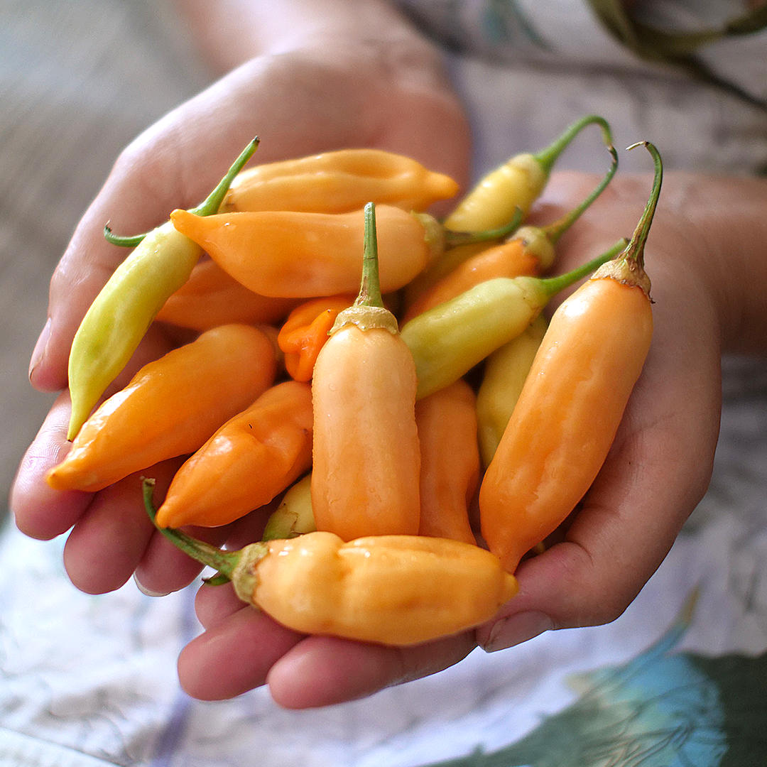 World of Chillies handful of freshly picked Sugar Rush Peach chillies