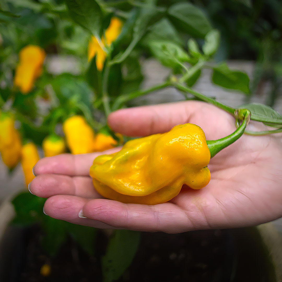 World of Chillies hand holding a ripe Pepperoncini pod from the plant