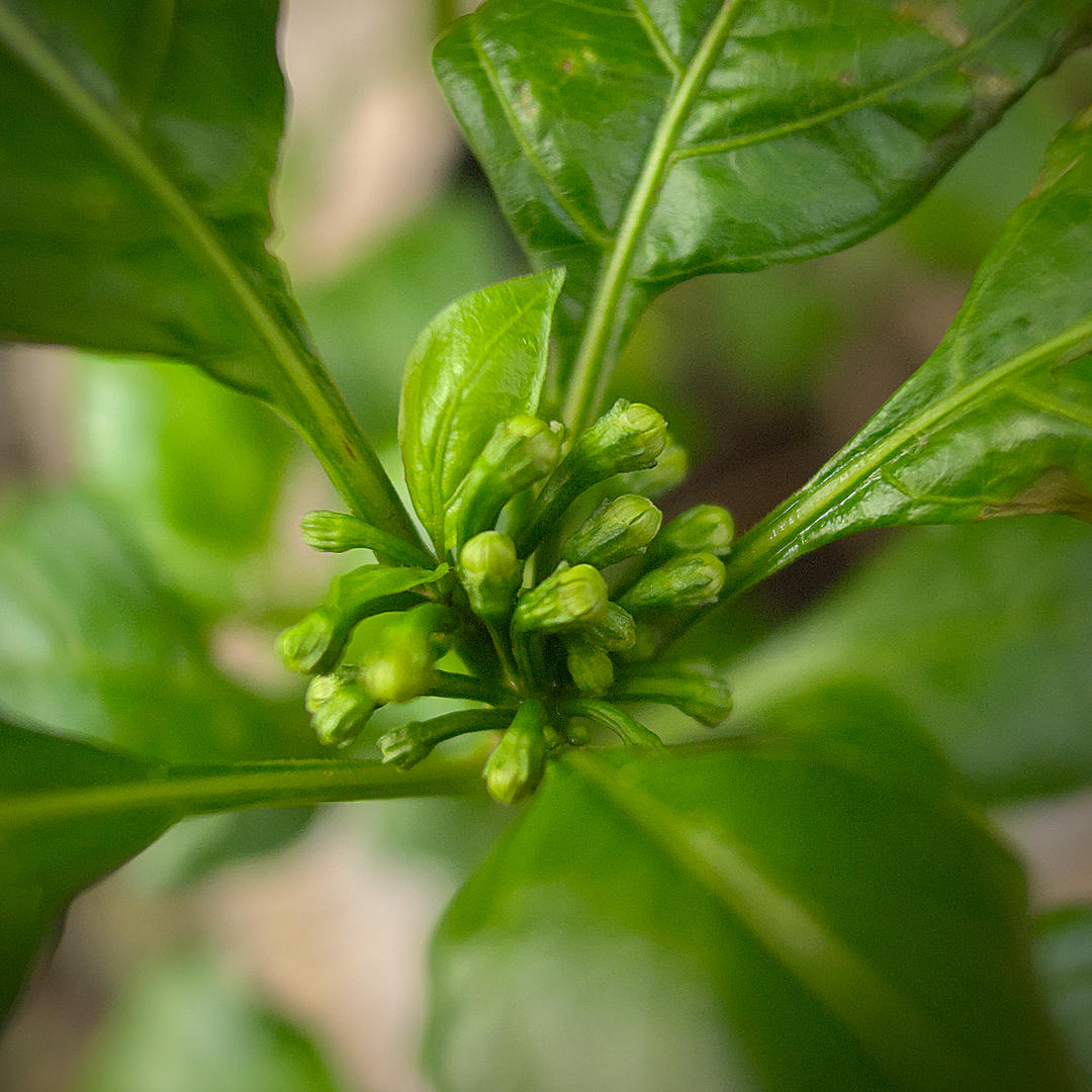 World of Chillies Pimento Caxio chilli flower buds close up