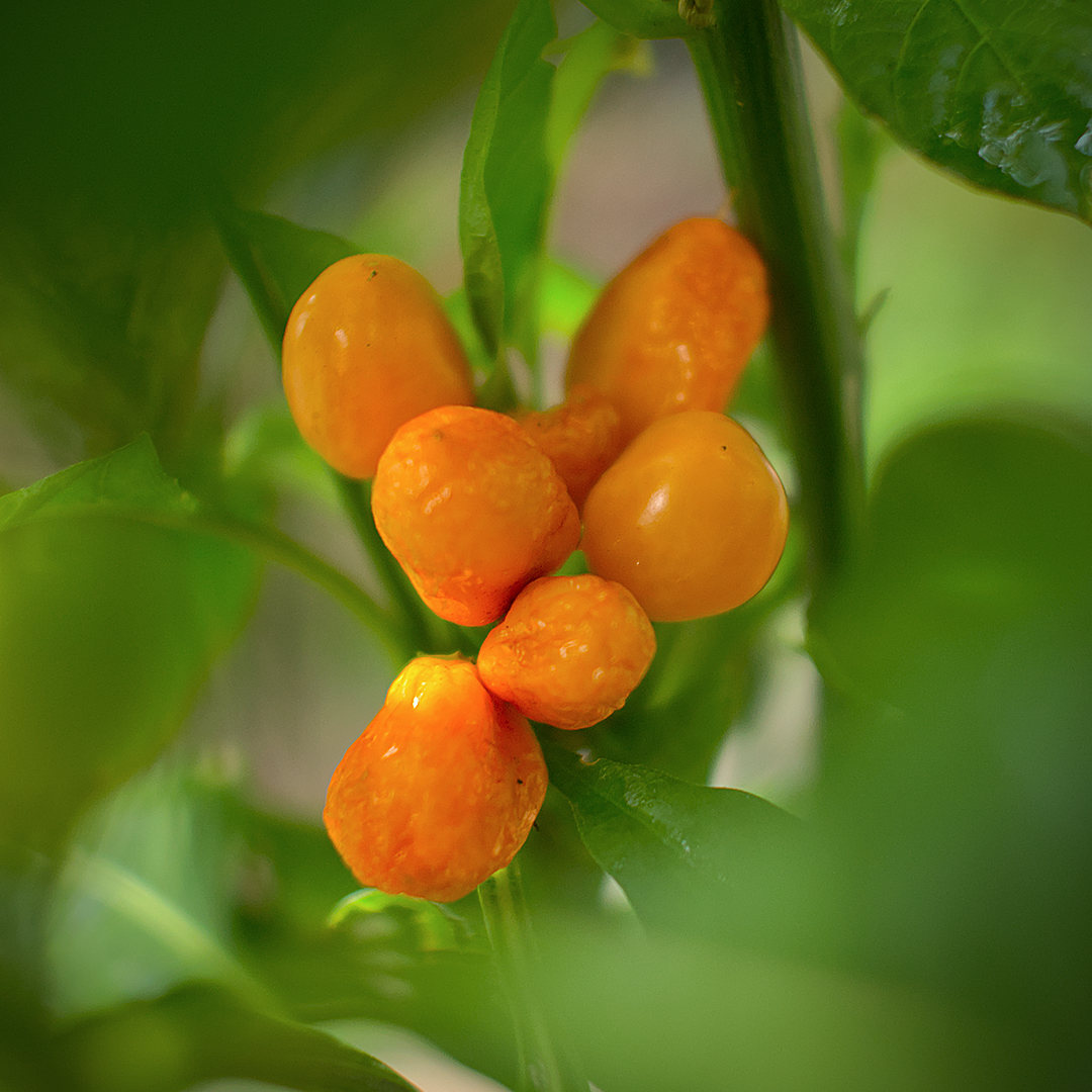 World of Chillies Pimento Caxio chilli ripening orange pods